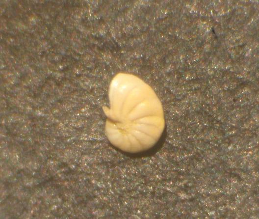 A CACCIA DI CIBO PER BALENE...